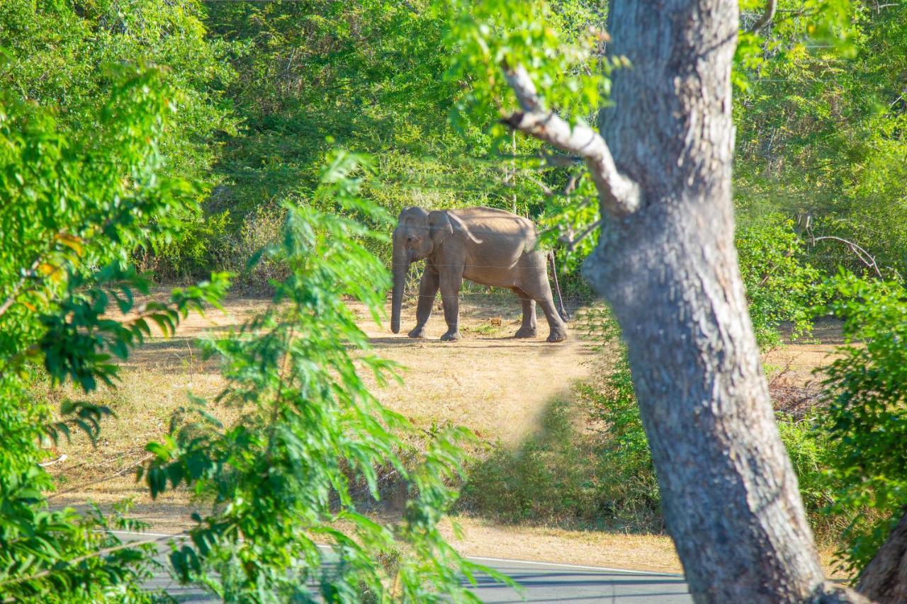 Ali Weta Safari Resort 우다왈라웨 외부 사진